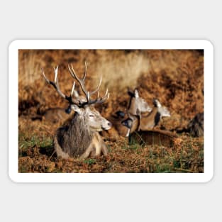 Red Deer Stag in Richmond Park Sticker